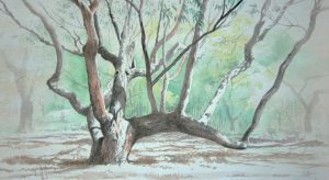 Redpoint tree, watercolour