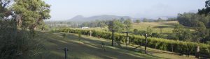 Panorama of Voase's farm Lemon Myrtle plantation